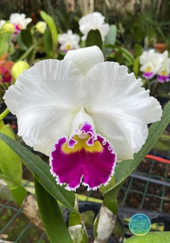 Cattleya Melody Fair "Mishima" - Adulta