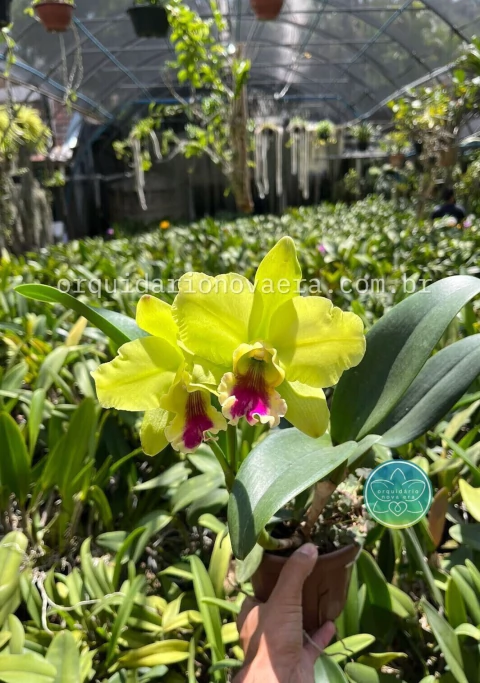 Cattleya Memoria Helen Brown" - Adulta