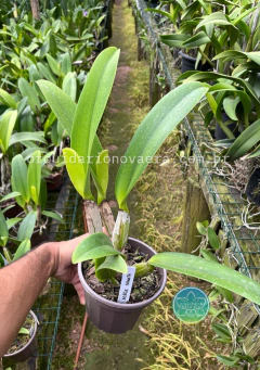 Cattleya Mikkie Nagata "Orchidlibrary" - Adulta - Orquidário Nova Era