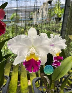 Cattleya Mikkie Nagata "Orchidlibrary" - Adulta na internet