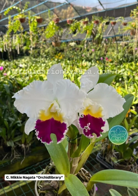 Cattleya Mikkie Nagata "Orchidlibrary" - Adulta