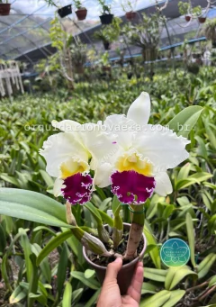 Cattleya Mikkie Nagata "Orchidlibrary" - Adulta - comprar online