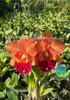Cattleya Mirian Suzuki "Orange Crush" - Adulta - loja online