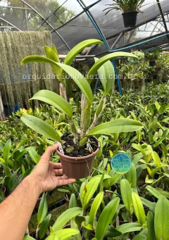 Cattleya Mirian Suzuki "Pink Pearl" - Adulta - Orquidário Nova Era