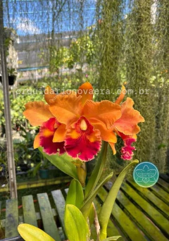Cattleya Mirian Suzuki "Sunset" - Adulta na internet