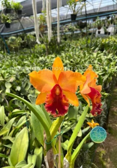 Cattleya Mirian Suzuki "Sunset" - Adulta - comprar online