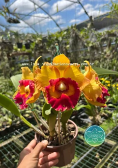 Cattleya Nakornchaisri Delight #2 - Adulta - loja online