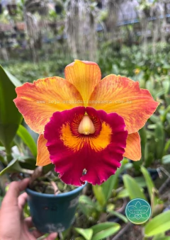 Cattleya Nakornchaisri Delight #2 - Adulta - comprar online