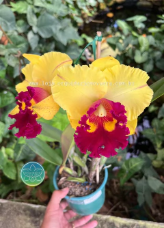 Imagem do Cattleya Nakornchaisri Delight-Yen - Adulta