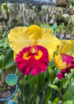 Cattleya Nakornchaisri Delight-Yen - Adulta - loja online
