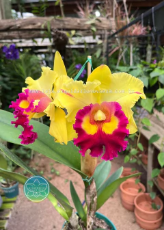 Cattleya Nakornchaisri Delight-Yen - Adulta - comprar online
