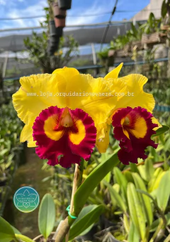 Cattleya Nakornchaisri Delight-Yen - Adulta - comprar online