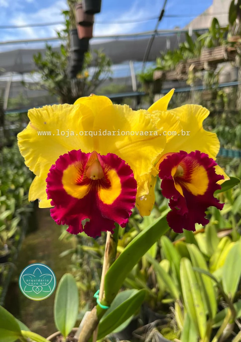 Cattleya Nakornchaisri Delight-Yen - Adulta - comprar online