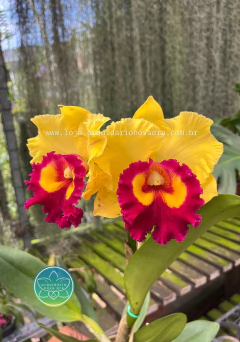 Cattleya Nakornchaisri Delight-Yen - Adulta na internet