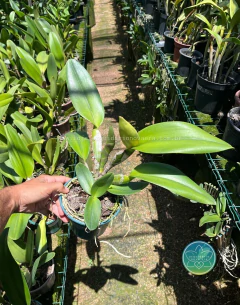 Cattleya Nakornchaisri Red - Adulta - Orquidário Nova Era