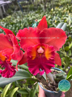 Cattleya Nakornchaisri Red - Adulta - loja online