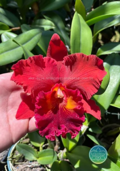 Cattleya Nakornchaisri Red - Adulta - comprar online