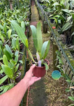 Cattleya Old White - Adulta - comprar online