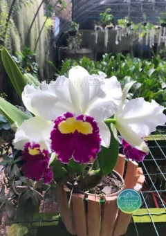 Cattleya Sheila Lauterbach - Adulta - comprar online