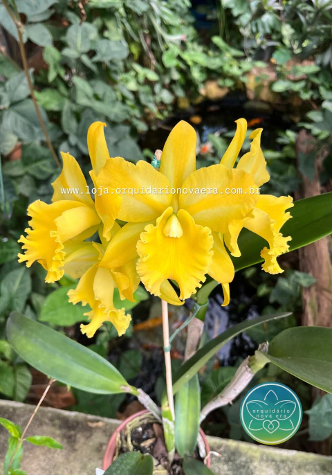 Cattleya Suzuki's Yellow Flare - Adulta - comprar online
