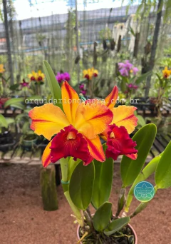 Rlc. Toshie Aoki - Adulta