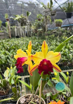 Rlc. Toshie Aoki - Adulta - comprar online