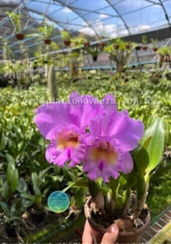 Cattleya Turandot "Guaxupé" - Adulta