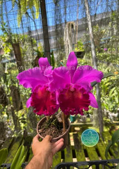 Cattleya Amy Wakasugi "Yamanashi" - Adulta - comprar online