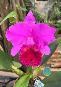 Cattleya Amy Wakasugi "Yamanashi" - Adulta na internet