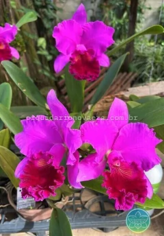 Cattleya Amy Wakasugi "Yamanashi" - Adulta - Orquidário Nova Era