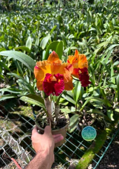 Cattleya Yingluck Smile - Adulta - Orquidário Nova Era