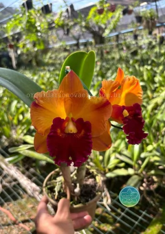 Cattleya Yingluck Smile - Adulta - comprar online