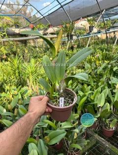 Cattleya Yingluck Smile - Adulta - loja online