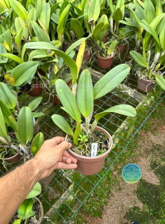 Imagem do Cattleya Yingluck Smile - Adulta