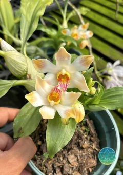 Chysis limminghei x Chysis bractescens - Adulto - comprar online