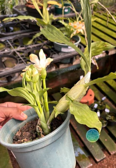 Chysis limminghei x Chysis bractescens - Adulto na internet