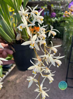 Coelogyne Flaccida - Adulto - Orquidário Nova Era
