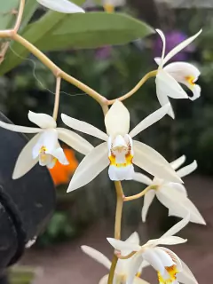 Coelogyne Flaccida - Adulto