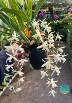 Coelogyne Flaccida - Adulto - comprar online