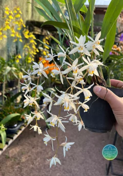 Coelogyne Flaccida - Adulto na internet