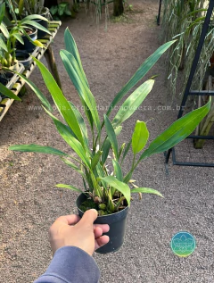 Coelogyne Flaccida - Adulto - loja online