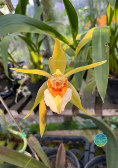 Coelogyne lawrenceana - Adulta