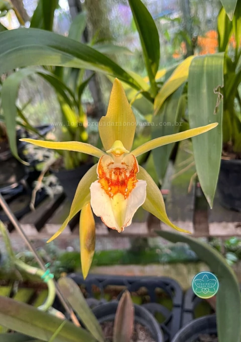 Coelogyne lawrenceana - Adulta