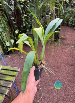 Coelogyne lawrenceana - Adulta na internet