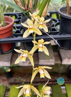 Coelogyne testacea - Adulta - comprar online