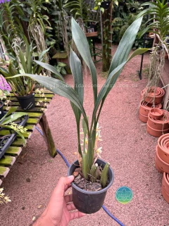 Coelogyne testacea - Adulta na internet