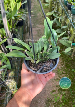 Dendrobium aggregatum - Adulto - comprar online