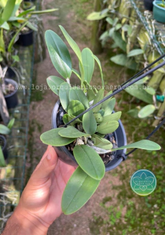 Dendrobium aggregatum - Adulto na internet