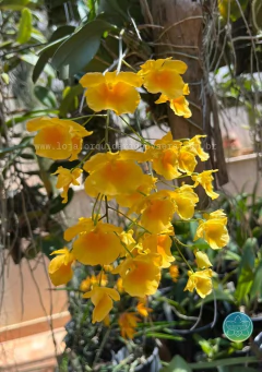 Dendrobium aggregatum - Adulto