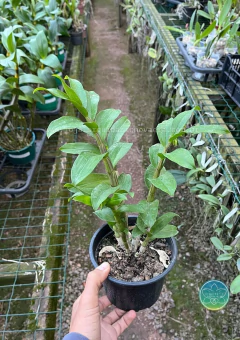 Dendrobium Amethystoglossum - Adulto - loja online